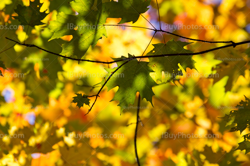 Green maple leaf with colored leaves on background