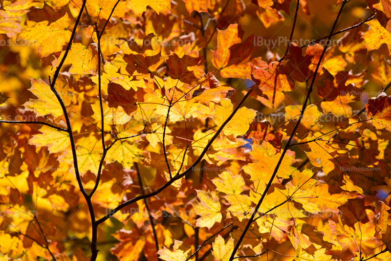 Feuillage d'Automne jaune et orange