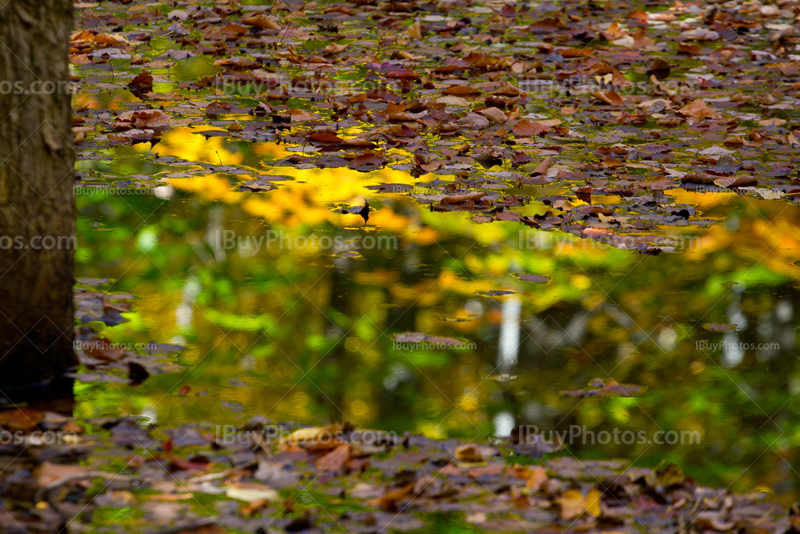 Autumn leaves on water with reflection of trees with colors