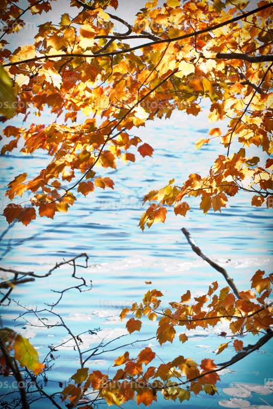 Feuilles d'Automne avec eau en arrière plan, feuillage orange