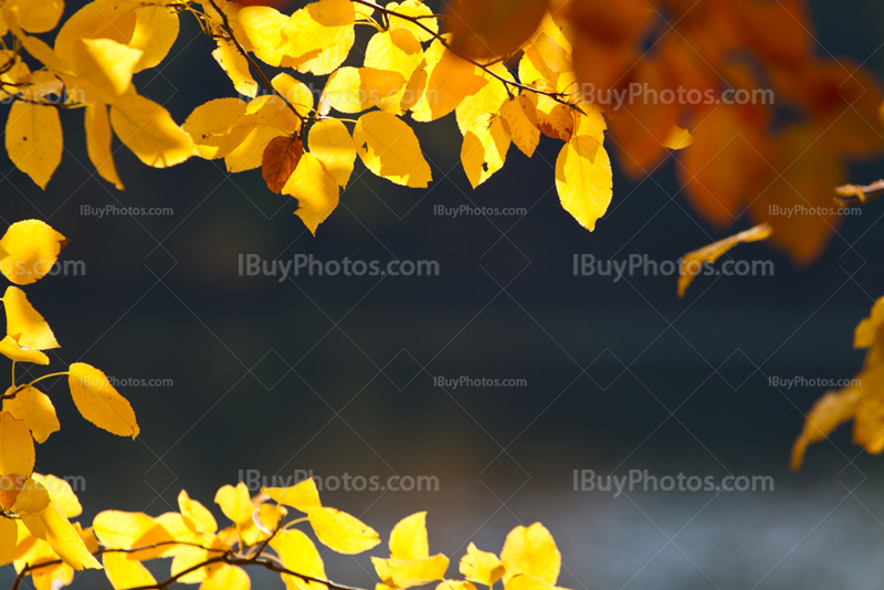 Soleil dans feuilles d'Automne jaune