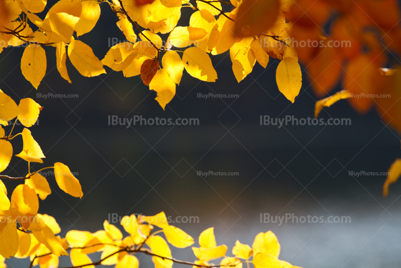 Light through leaves with yellow colors in Autumn