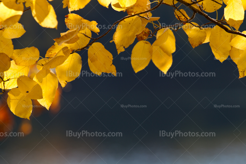 Feuilles jaunes sur branche