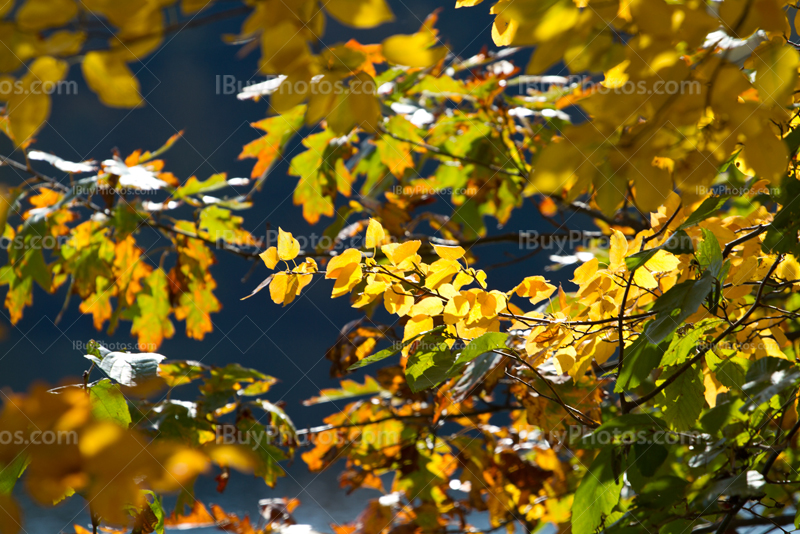 Feuilles vertes et jaunes en Automne sur des branches