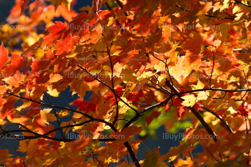 Feuilles rouges et oranges en Automne