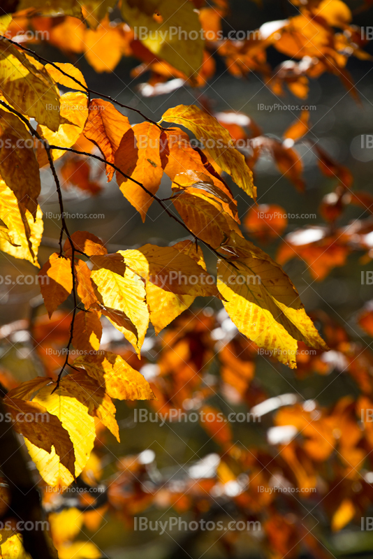 Lumière du soleil en Automne sur feuilles orange et jaune