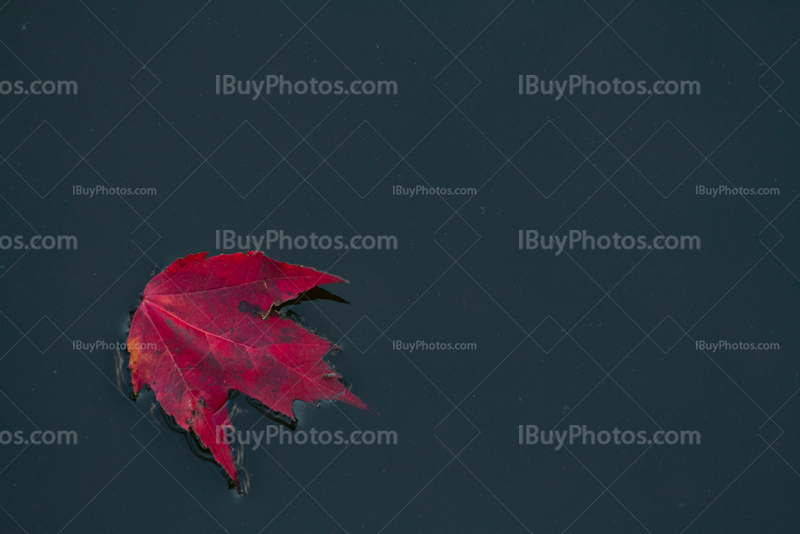 Red leaf floating on water in lake