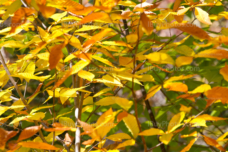 Yellow and green leaves in Autumn