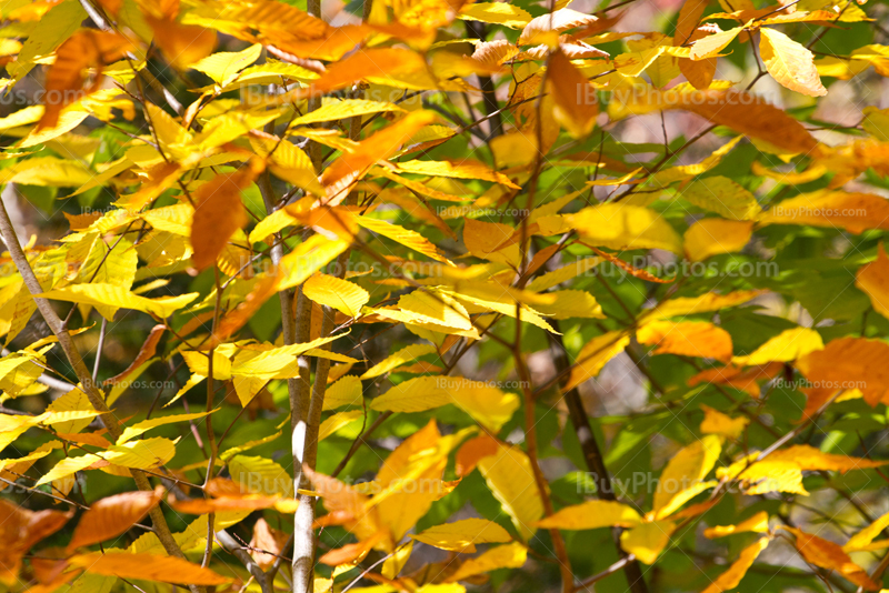 Feuilles vertes et jaunes en Automne