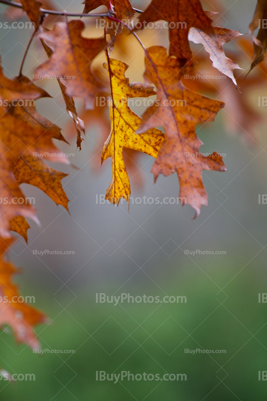 Autumn oak leaf color, yellow and orange