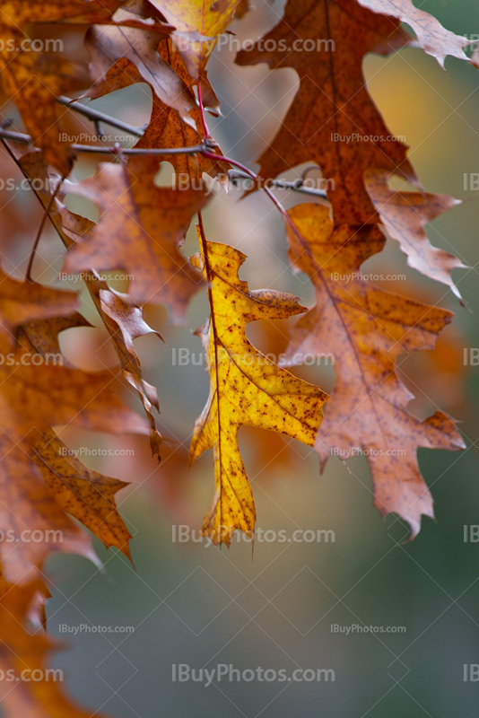 Yellow oak leaf among orange leaves in Autumn