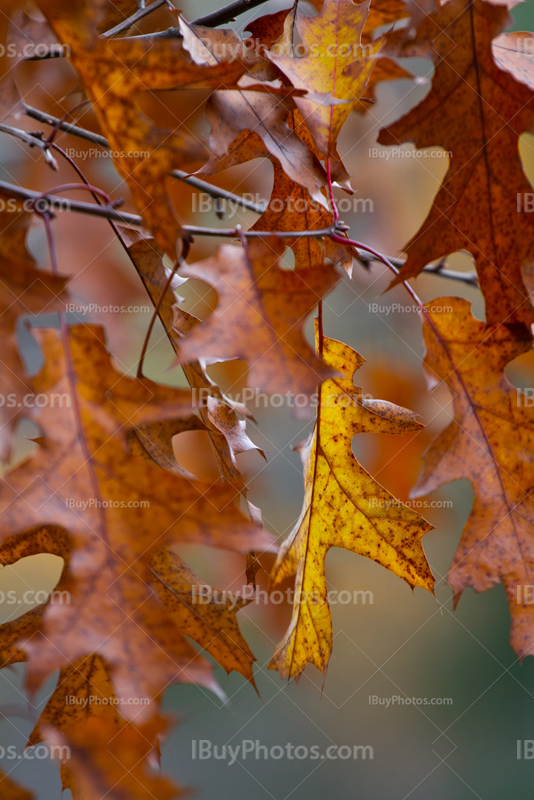 Feuilles de chêne en Automne avec couleurs jaunes et oranges