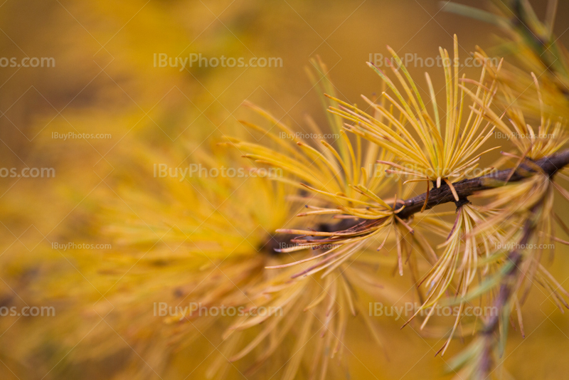 Autumn pine tree branch tip with needles close-up