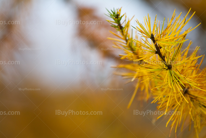 Yellow pine tree branch tip in Autumn