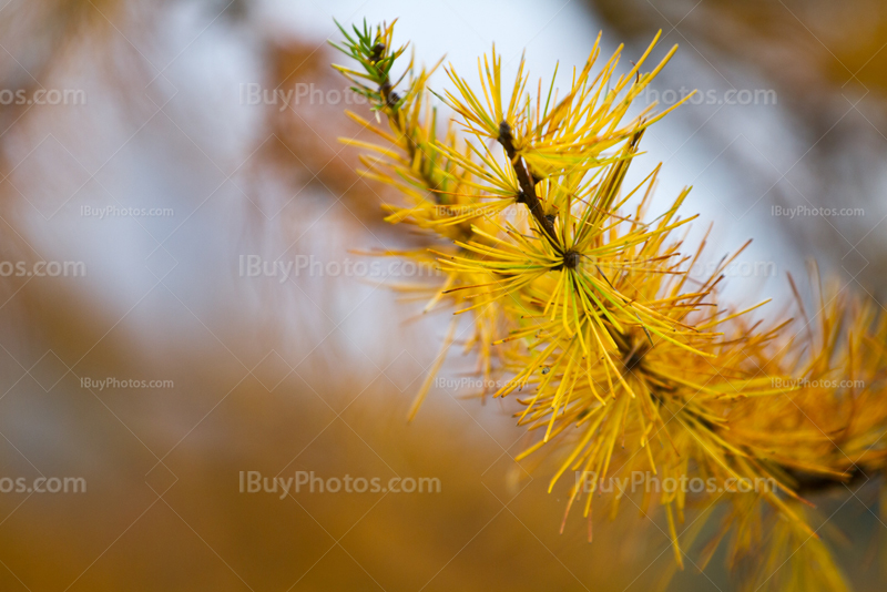 Pine tree branch tip in Autumn