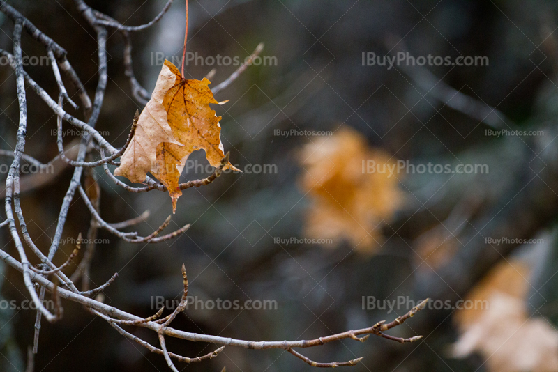 Maple leaves in branches in Autumn