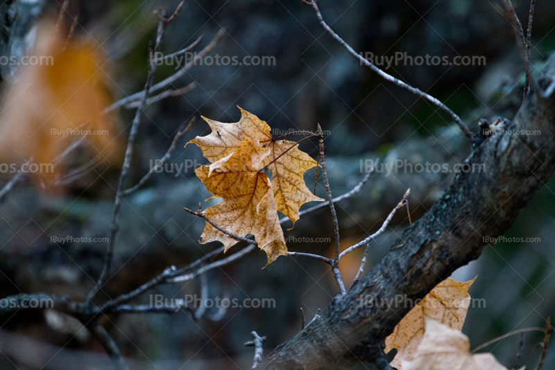 Autumn maple leaves in branches