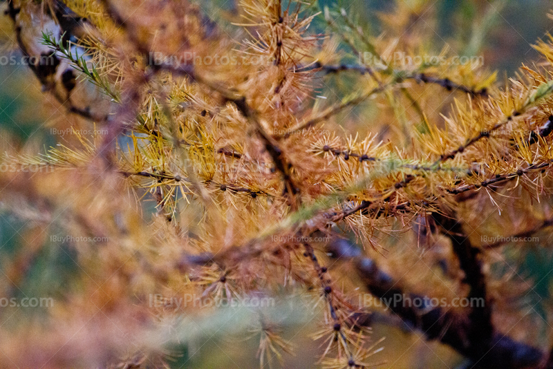 Autumn pine tree branches and needles