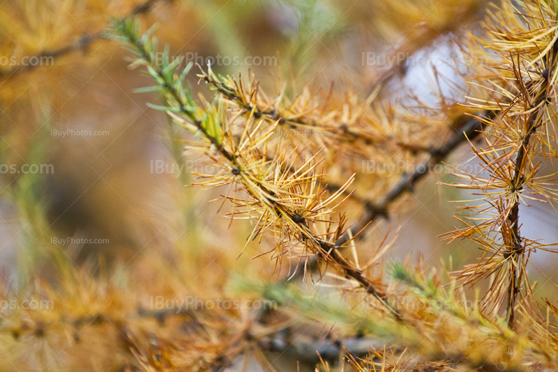 Couleurs dans branches et aiguilles de pin en Automne