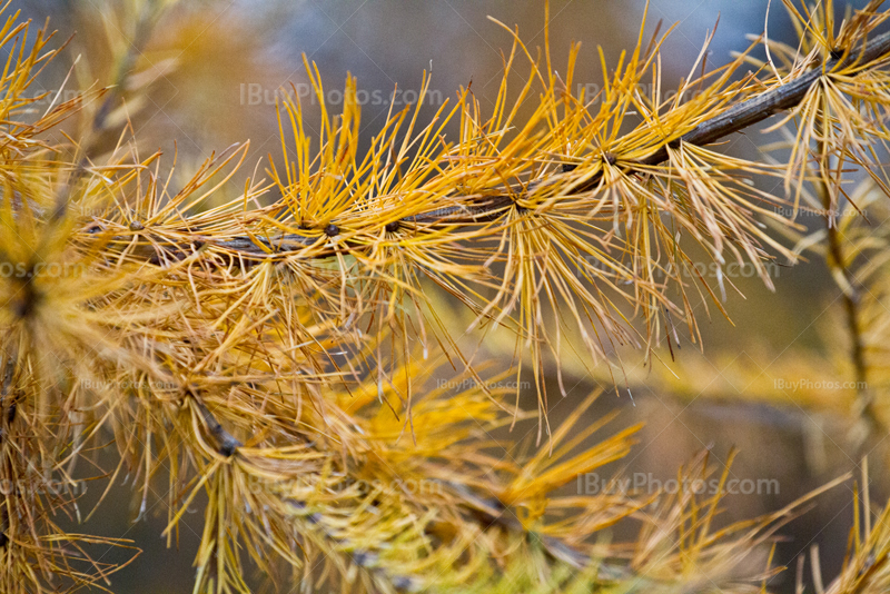 Pine tree branches in Autumn with yellow needles