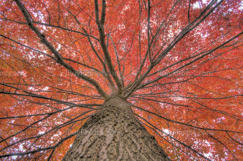 Autumn foliage hdr 001