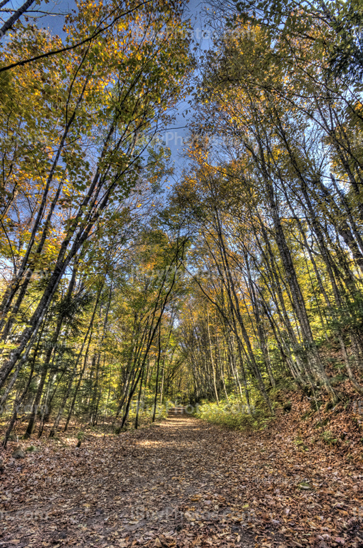 Autumn trees HDR perspective in forest with colored leaves on ground