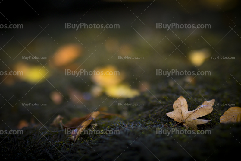 Autumn leaves 002