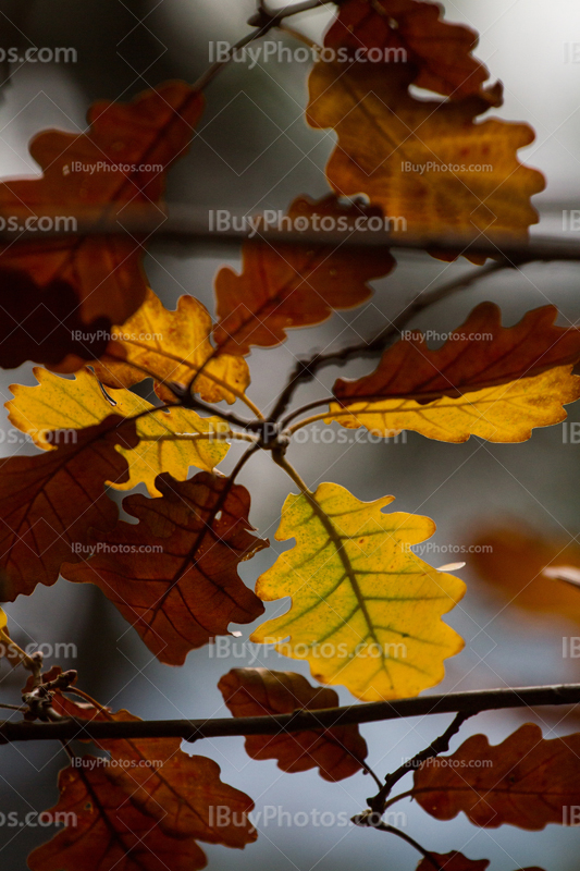 Autumn oak leaves 001