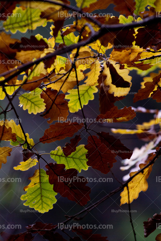 Autumn oak leaves 002