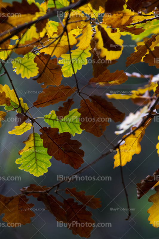 Autumn oak leaves 003