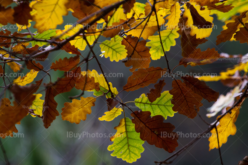 Autumn oak leaves 004