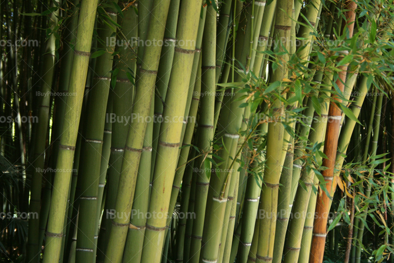 Forêt de bambous verts avec des feuilles de bambou