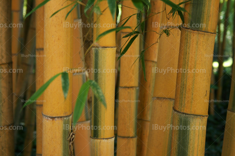 Yellow bamboos in the forest