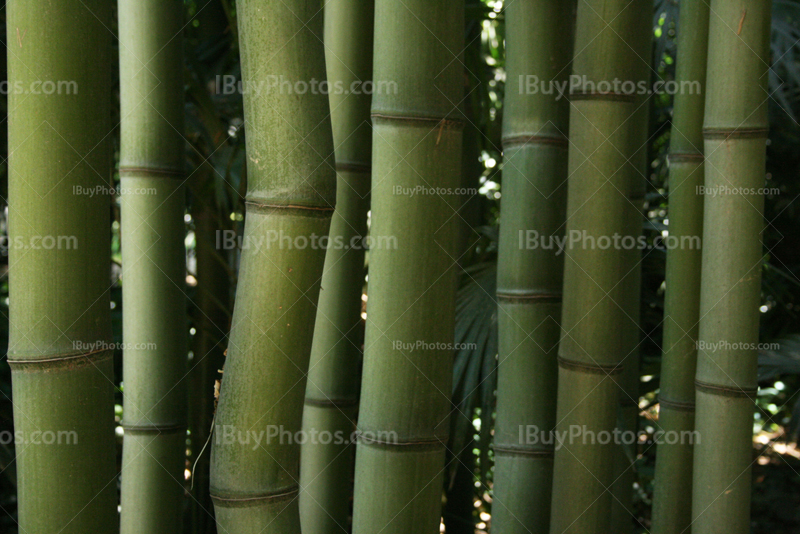 Twisted bamboo stalk in a bamboos forest