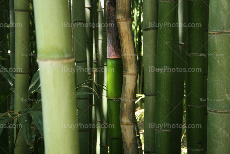 Twisted green and brown bamboos in a bamboo forest