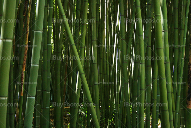 Thick bamboo forest