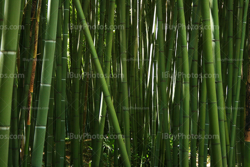 Forêt épaisse de bambous