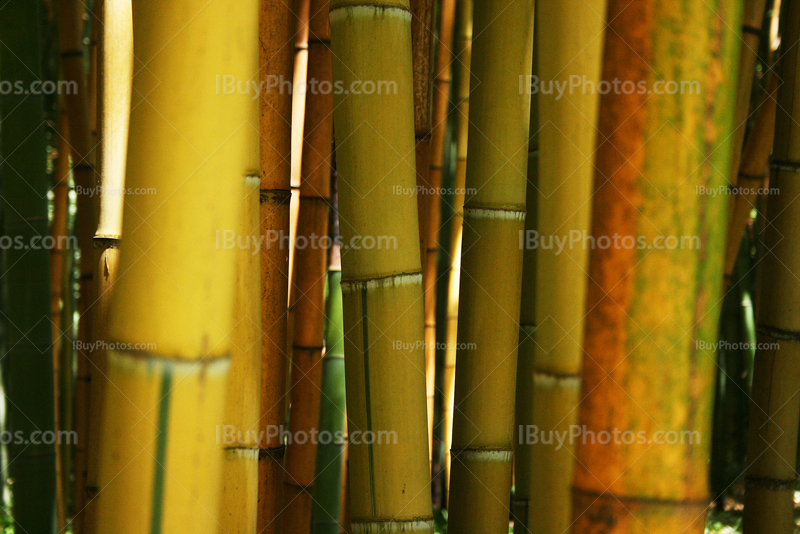 Yellow bamboos in forest