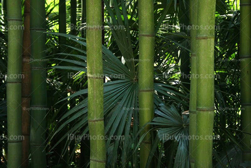 Bamboos and palm tree leaves in forest