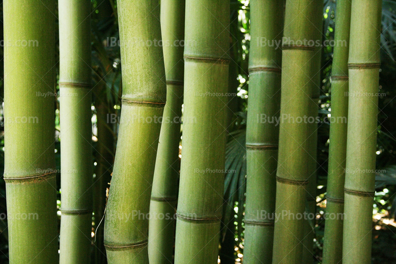 Bamboo stalks with different shapes