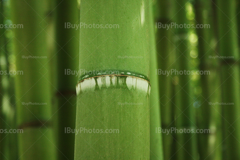 Green bamboo stalk close-up