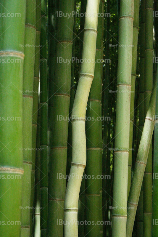 Twisted bamboo in bamboo forest