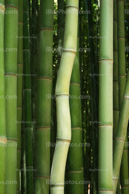 Bambou tordu dans forêt de bambous verts