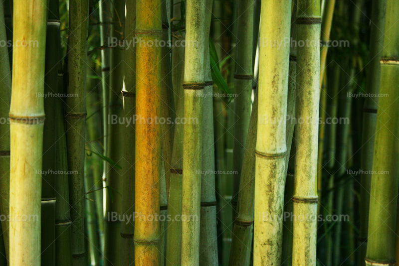 Different colors bamboos in forest