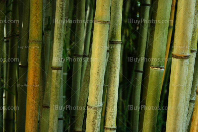 Bamboos in green forest