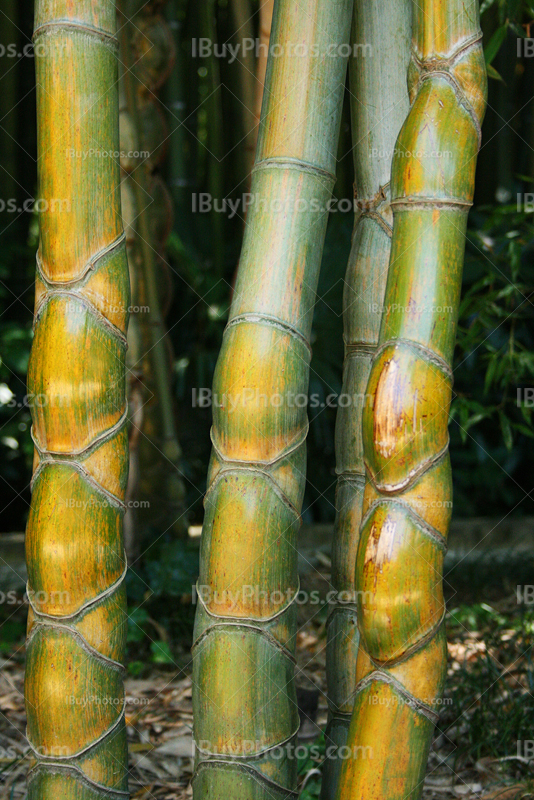 Bambou kikko, Phyllostachys Edulis, Heterocycla,