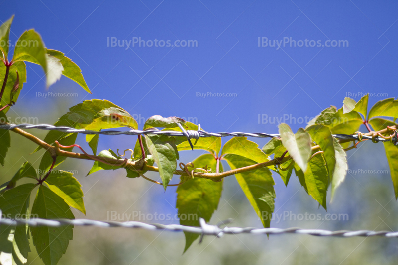 Green leaves vine around barbed wire on fence