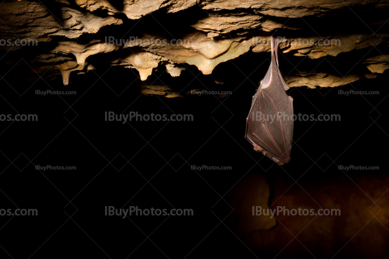 Chauve souris tête en bas dans grotte éclairée par lightpainting