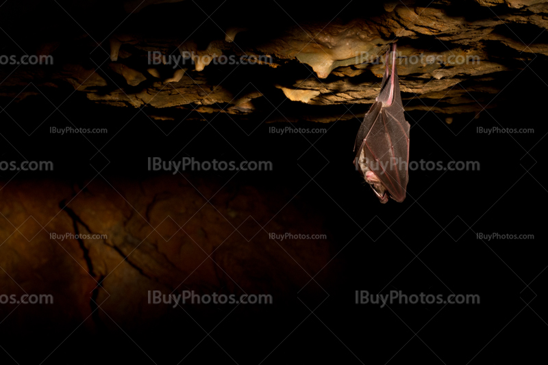 Chauve souris a l'envers éclairée par lumières dans grotte sombre