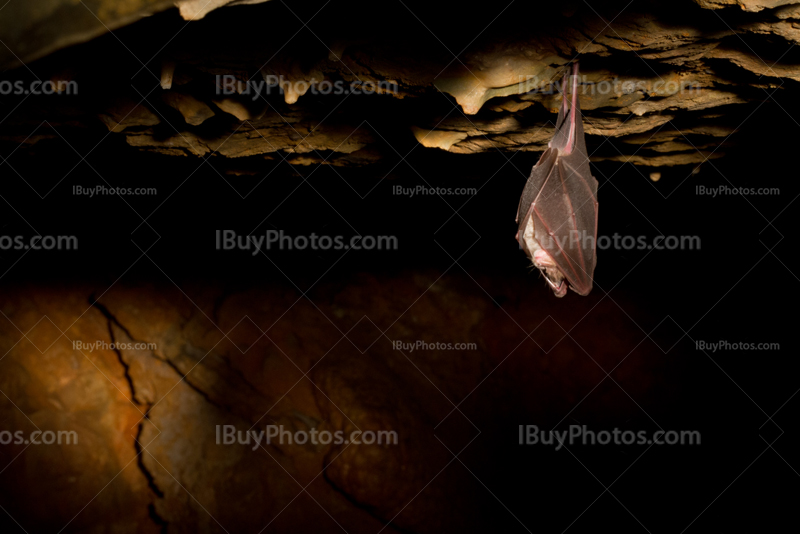 Bat hanging upside down on rock in cave with light
